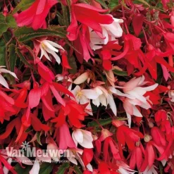 Begonia 'Starshine' -US Garden Supplies Sales 2024 31