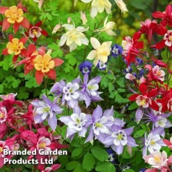 Aquilegia Caerulea 'Mrs Scott-Elliott' (Garden Ready) -US Garden Supplies Sales 2024 74426 AQUI MRSSCOELL1