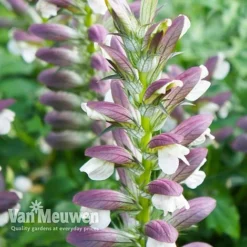 Acanthus Mollis -US Garden Supplies Sales 2024 ACAN V61154 C