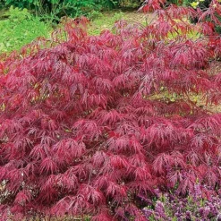 Acer Palmatum Var. Dissectum 'Rubrum' 6 Acer Palmatum Var. Dissectum 'Rubrum' -US Garden Supplies Sales 2024 ACER V11237 C h