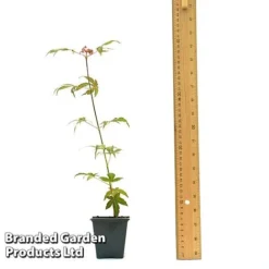 Acer Palmatum 'Atropurpureum' 9 Acer Palmatum 'Atropurpureum' -US Garden Supplies Sales 2024 ACER ATROPU7CM T44907 A