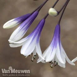 Agapanthus 'Fireworks' 12 Agapanthus 'Fireworks' -US Garden Supplies Sales 2024 AGA FIRE B