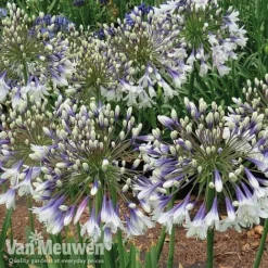 Agapanthus 'Fireworks' 13 Agapanthus 'Fireworks' -US Garden Supplies Sales 2024 AGA FIRE C