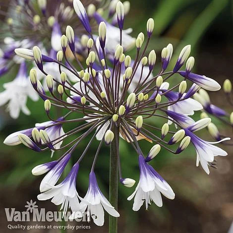 Agapanthus 'Fireworks' 1 Agapanthus 'Fireworks'