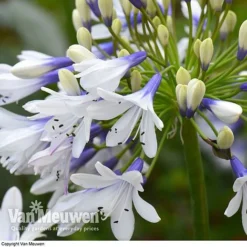 Agapanthus 'Twister' -US Garden Supplies Sales 2024 AGAP V63766 D