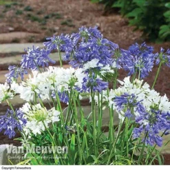 Agapanthus 'Ever Sapphire' -US Garden Supplies Sales 2024 AGAP VKA3940 B