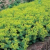 Alchemilla Mollis 'Thriller'