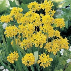 Bumper Spring Bulb Collection 11 Bumper Spring Bulb Collection -US Garden Supplies Sales 2024 ALLI T11408 A h