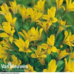 Alstroemeria 'Sweet Laura' -US Garden Supplies Sales 2024 ALST 61567 B
