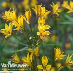 Alstroemeria 'Sweet Laura' -US Garden Supplies Sales 2024 ALST 61567 D