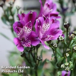 Alstroemeria 'Butterfly Hybrids' -US Garden Supplies Sales 2024 ALST BUTTERHYB L39298