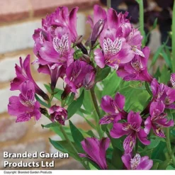 Alstroemeria 'Butterfly Hybrids' -US Garden Supplies Sales 2024 ALST BUTTERHYB T19298