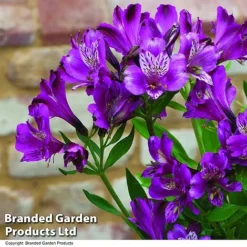 Alstroemeria 'Butterfly Hybrids' -US Garden Supplies Sales 2024 ALST BUTTERHYB T19299