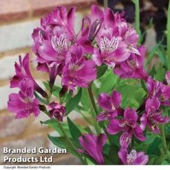 Alstroemeria 'Butterfly Hybrids' -US Garden Supplies Sales 2024 ALST BUTTERHYB T19348