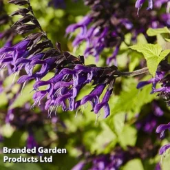 Salvia 'Amistad'
