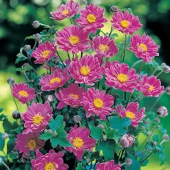 Anemone X Hybrida 'September Charm'