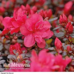 Azalea 'Dwarf Collection' -US Garden Supplies Sales 2024 AZAL V53136 B