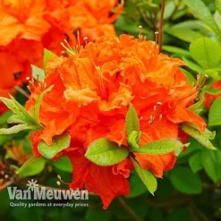 Azalea 'Dwarf Collection' -US Garden Supplies Sales 2024 AZAL V53136 E