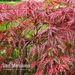 Acer Palmatum Var. Dissectum 'Rubrum' 7 Acer Palmatum Var. Dissectum 'Rubrum' -US Garden Supplies Sales 2024 Acer dissectum rubrum