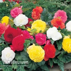 Begonia 'Double Flowered Mixed' -US Garden Supplies Sales 2024 BEGO 12544 A