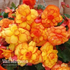 Begonia 'Cascading Fireball' -US Garden Supplies Sales 2024 BEGO 69301 C
