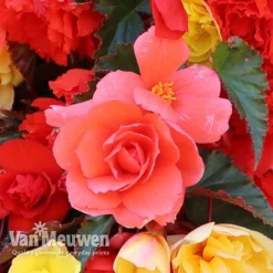 Begonia 'Illumination Mixed' -US Garden Supplies Sales 2024 BEGO P86758 D