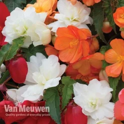Begonia 'Illumination Mixed' -US Garden Supplies Sales 2024 BEGO P86758 E