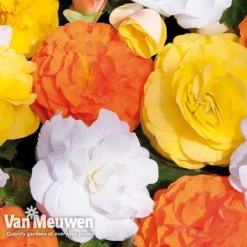 Begonia 'Nonstop Citrus Mix' -US Garden Supplies Sales 2024 BEGO V48976 C
