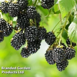 Blackberry 'Black Cascade' -US Garden Supplies Sales 2024 BLAC BLACKCASC L38071