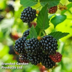 Blackberry 'Black Cascade' -US Garden Supplies Sales 2024 BLAC BLACKCASC L38072