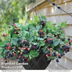 Blackberry 'Black Cascade' -US Garden Supplies Sales 2024 BLAC BLACKCASC T11897