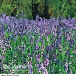 English Bluebells -US Garden Supplies Sales 2024 BLUE 26750 D