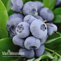 Blueberry 'Full Season Collection' -US Garden Supplies Sales 2024 BLUE V45268P C