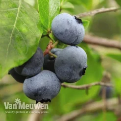 Blueberry 'Full Season Collection' -US Garden Supplies Sales 2024 BLUE V45268P D