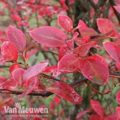 Blueberry 'Duke' -US Garden Supplies Sales 2024 Blue autumn10