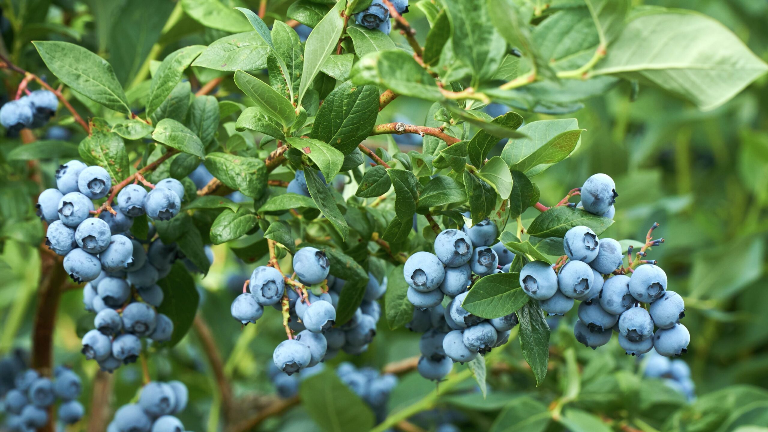 Front Page -US Garden Supplies Sales 2024 Blueberries Image scaled