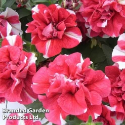 Petunia 'Cherry Ripple' (Tumbelina Series) -US Garden Supplies Sales 2024 BrandedGP Copyright Image cherry2