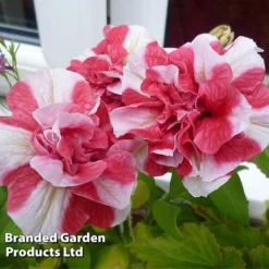 Petunia 'Cherry Ripple' (Tumbelina Series) -US Garden Supplies Sales 2024 BrandedGP Copyright Image cherry3