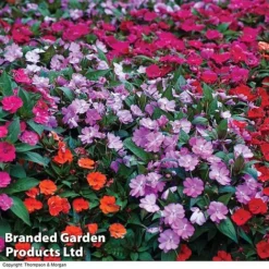Nurseryman’s Choice Summer Favourites -US Garden Supplies Sales 2024 BrandedGP Copyright Image impa