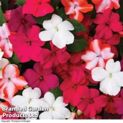 Nurseryman’s Choice Summer Favourites -US Garden Supplies Sales 2024 BrandedGP Copyright Image red impa