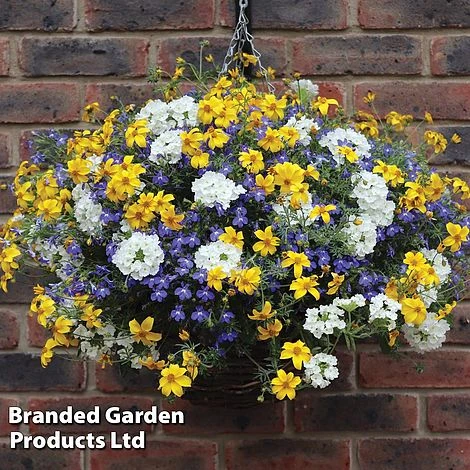 Sherbet Lemon Mix 2 Sherbet Lemon Mix - Image 2