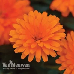 Calendula 'Power Daisy' Collection -US Garden Supplies Sales 2024 CALE VKA1013 C