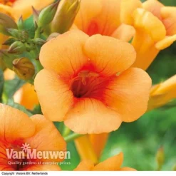 Campsis X Tagliabuana 'Indian Summer' -US Garden Supplies Sales 2024 CAMP V63780 F