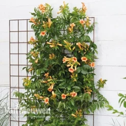 Campsis X Tagliabuana 'Indian Summer' -US Garden Supplies Sales 2024 CAMP V63780 b