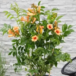 Campsis X Tagliabuana 'Indian Summer' -US Garden Supplies Sales 2024 CAMP V63780 c