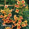 Campsis X Tagliabuana 'Indian Summer'
