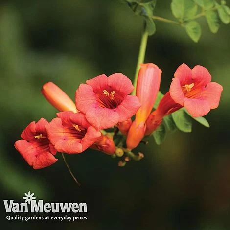 Campsis X Tagliabuana 'Madame Galen' 2 Campsis X Tagliabuana 'Madame Galen' - Image 2