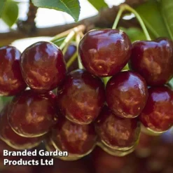 Cherry 'Sunburst' -US Garden Supplies Sales 2024 CHER 61758 C