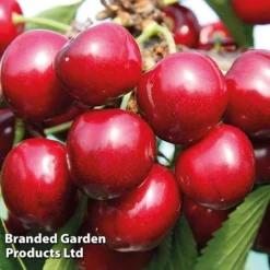 Cherry 'Sunburst' -US Garden Supplies Sales 2024 CHER 61758 D