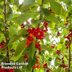 Cherry 'Sylvia' (Mini Fruit Tree) 9 Cherry 'Sylvia' (Mini Fruit Tree) -US Garden Supplies Sales 2024 CHER T10442 C